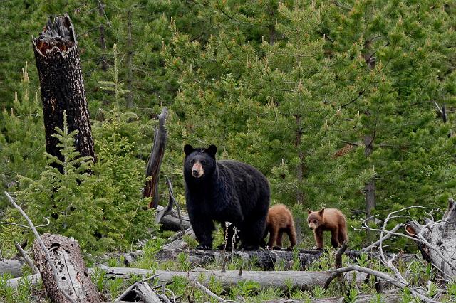 057 Yellowstone NP, Zwarte Beren.jpg